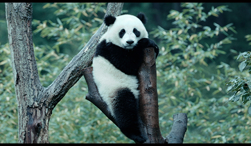 パンダのすごい世界